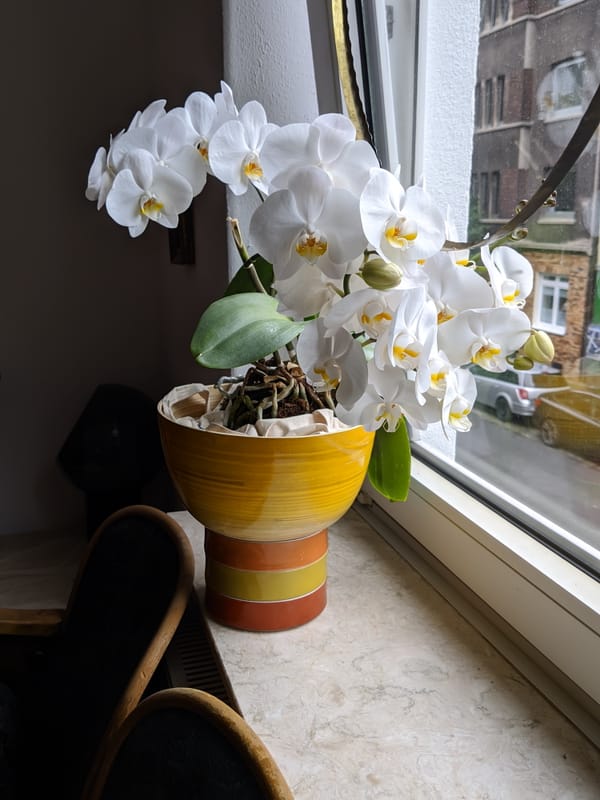 Meine schöne Orchidee