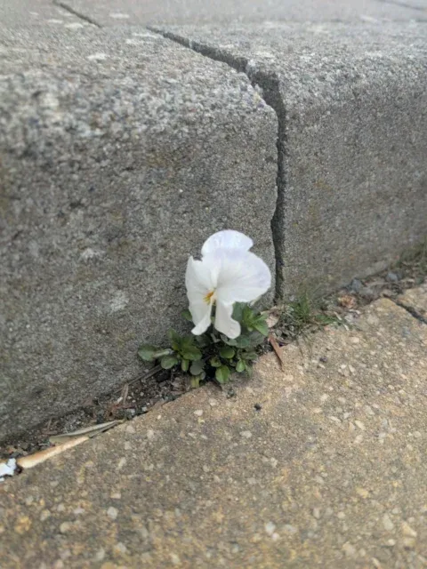 Tagebucheintrag - die Blume